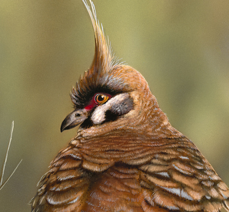 A Spinifex Pigeon rests on a red rock with its back to the viewer, but head turned to profile view. The background is blurred and there is some grass popping up loosely in front of and behind the rock.