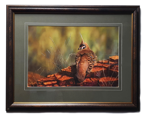 A Spinifex Pigeon rests on a red rock with its back to the viewer, but head turned to profile view. The background is blurred and there is some grass popping up loosely in front of and behind the rock.