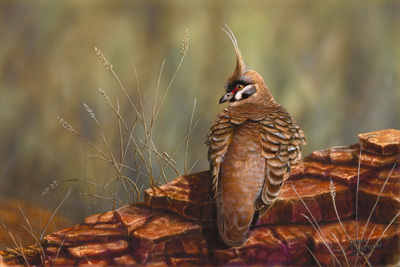 A Spinifex Pigeon rests on a red rock with its back to the viewer, but head turned to profile view. The background is blurred and there is some grass popping up loosely in front of and behind the rock.