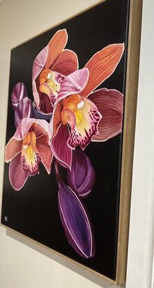 Magenta and pink orchids (Cymbidium) with a contrasting dark background in a floating Tassie Oak frame.