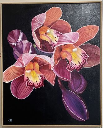 Magenta and pink orchids (Cymbidium) with a contrasting dark background in a floating Tassie Oak frame.