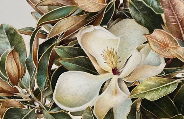 Still life Magnolia illustration