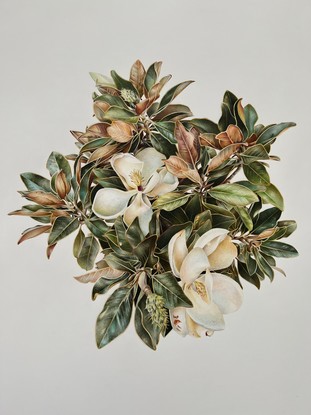 Still life Magnolia illustration