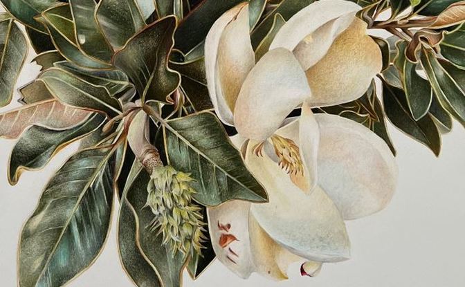 Still life Magnolia illustration