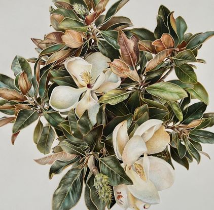 Still life Magnolia illustration