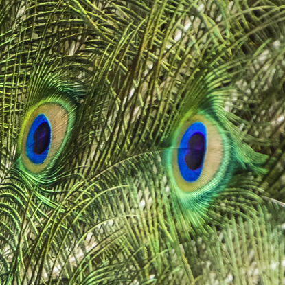 Feathered Allure for bird lovers!
Strutting Mr Peacock - Cataract Gorge, Tasmania. The peacocks were in full mating mode on a recent visit to the gorge. Their displays of plume and guttural sounds, interesting to witness. Definitely, show-offs :) From the body of work - ‘Kingdom Animalia’. Captured with beautiful bokeh, in-camera by emerging artist Ann Parrott with a Limited Edition of 21.