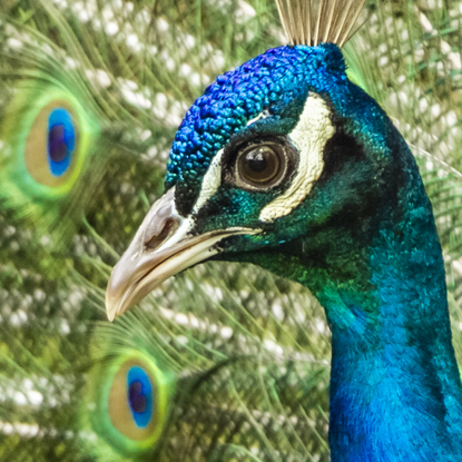 Feathered Allure for bird lovers!
Strutting Mr Peacock - Cataract Gorge, Tasmania. The peacocks were in full mating mode on a recent visit to the gorge. Their displays of plume and guttural sounds, interesting to witness. Definitely, show-offs :) From the body of work - ‘Kingdom Animalia’. Captured with beautiful bokeh, in-camera by emerging artist Ann Parrott with a Limited Edition of 21.