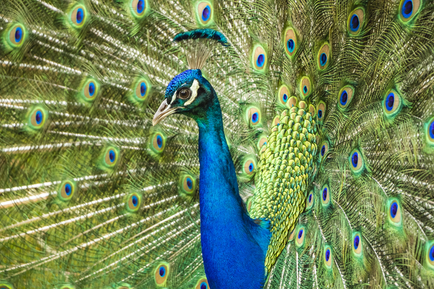 Feathered Allure for bird lovers!
Strutting Mr Peacock - Cataract Gorge, Tasmania. The peacocks were in full mating mode on a recent visit to the gorge. Their displays of plume and guttural sounds, interesting to witness. Definitely, show-offs :) From the body of work - ‘Kingdom Animalia’. Captured with beautiful bokeh, in-camera by emerging artist Ann Parrott with a Limited Edition of 21.