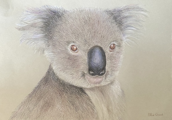 Koala drawn and coloured with Faber Castell Polychromos pencils.  Many techniques were used to create this realistic drawing. This drawing was inspired by Leontine van Vliet a pencil artist in the Netherlands.