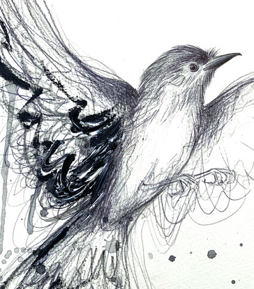 Drawing of a Willy Wagtail by Sydney artist Leni Kae. 