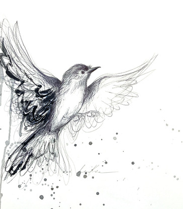 Drawing of a Willy Wagtail by Sydney artist Leni Kae. 