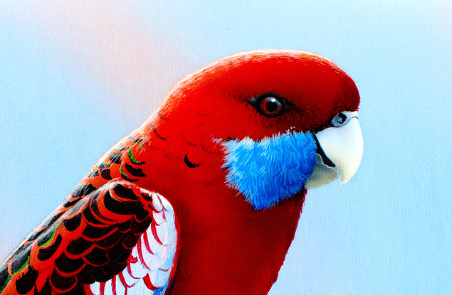 exquisitely framed realism painting of a Crimson Rosella in an outback setting with ranges in the background, Australian outback