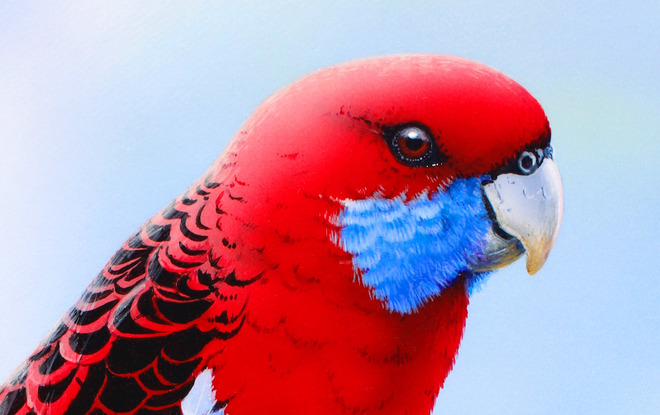 exquisitely framed realism painting of a Crimson Rosella sitting on a detailed branch!