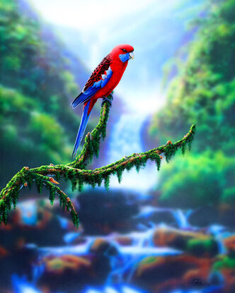 exquisitely framed realism painting of a Crimson Rosella sitting on a detailed branch!