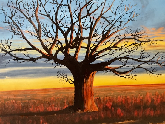 Outback Boab tree  on sunset