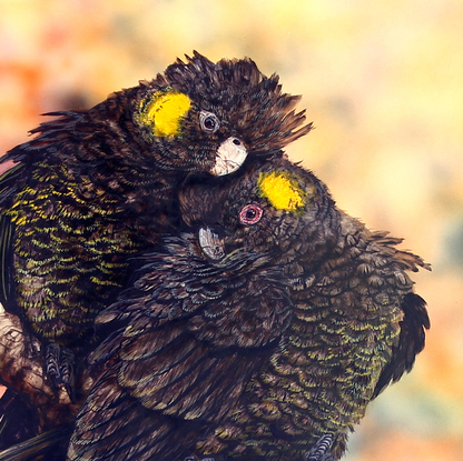 These beautiful cockies usually travel in small flocks with laconic style of flight.  I really enjoyed placing them in a loving preening pose as they're know to mate for life.  
