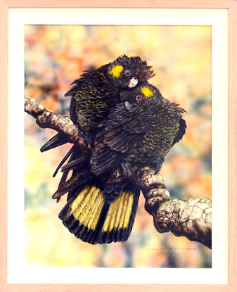 These beautiful cockies usually travel in small flocks with laconic style of flight.  I really enjoyed placing them in a loving preening pose as they're know to mate for life.  
