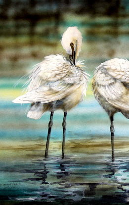 Australian Great Egrets are one of my favourite birds to paint.  I placed these majestic birds in a quiet and gentle composition.  They're often found standing serenely in shallow water looking for their next meal and having a peaceful paddle.  
