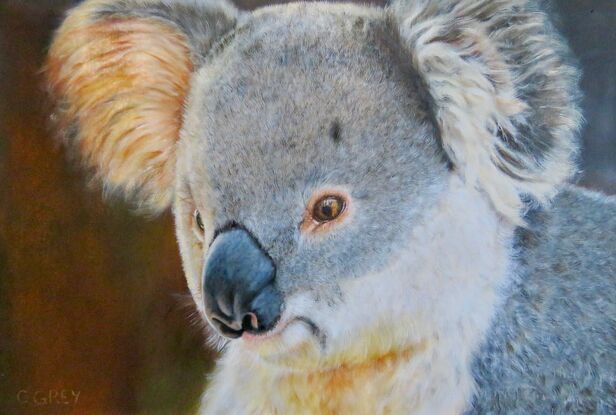 Oil painting of a koala, with a reflection of a firefighter in his eye