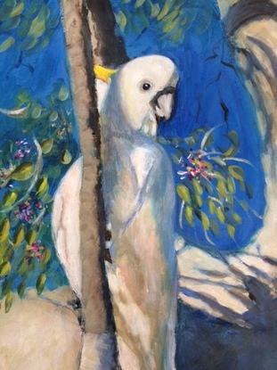 Sulphur crested cockatoo in a tree branch with baby in tree hollow.