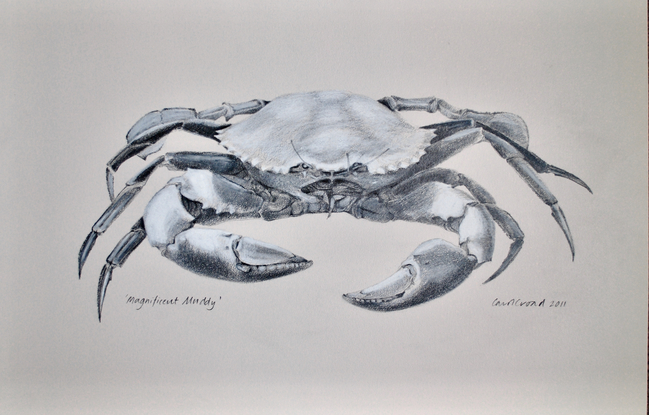 A drawing of a single mud crab