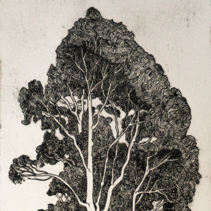 A black and white etching of a tall gum tree viewed over a garden fence with houses and bushes visible. 