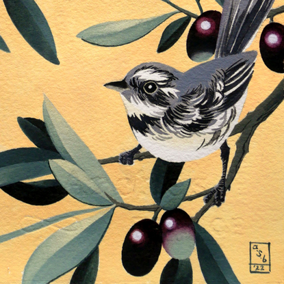 Two Grey Fantail birds resting on olive boughs against a peach/beige background