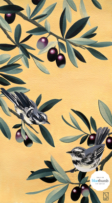 Two Grey Fantail birds resting on olive boughs against a peach/beige background