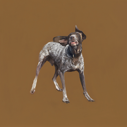 German short haired pointer on an ochre-coloured background