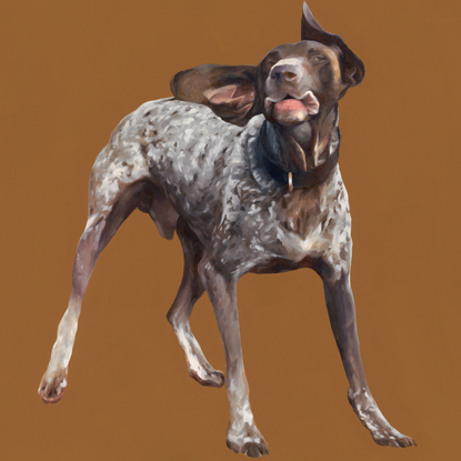 German short haired pointer on an ochre-coloured background