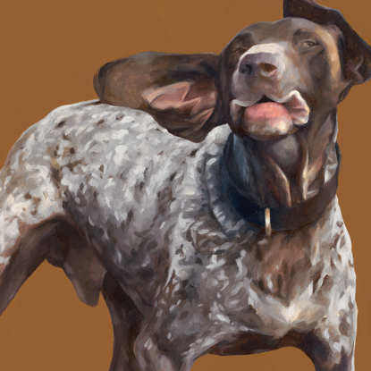 German short haired pointer on an ochre-coloured background