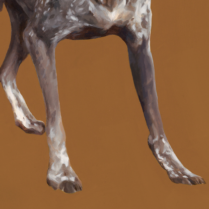 German short haired pointer on an ochre-coloured background