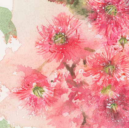 Watercolour painting of a pink red gum blossoms and leaves