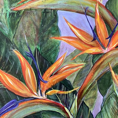 Four open strelitzia flowers surrounded by their large green leaves.  Two weaver birds perch on the inflorescences.  