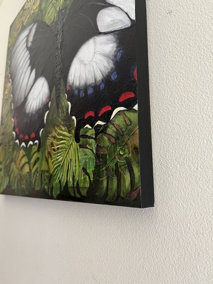 A female Orchard Swallowtail butterfly, with open wings, resting on tropical leaves with water droplets. 