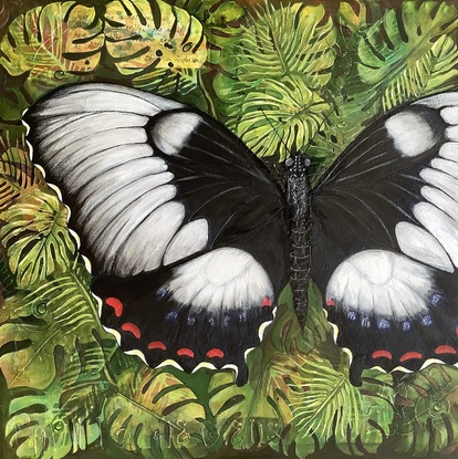 A female Orchard Swallowtail butterfly, with open wings, resting on tropical leaves with water droplets. 