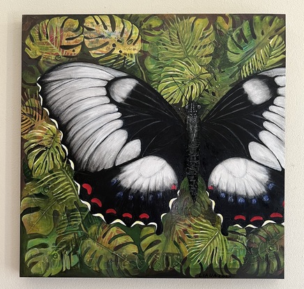 A female Orchard Swallowtail butterfly, with open wings, resting on tropical leaves with water droplets. 