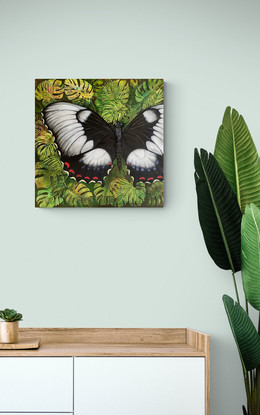 A female Orchard Swallowtail butterfly, with open wings, resting on tropical leaves with water droplets. 