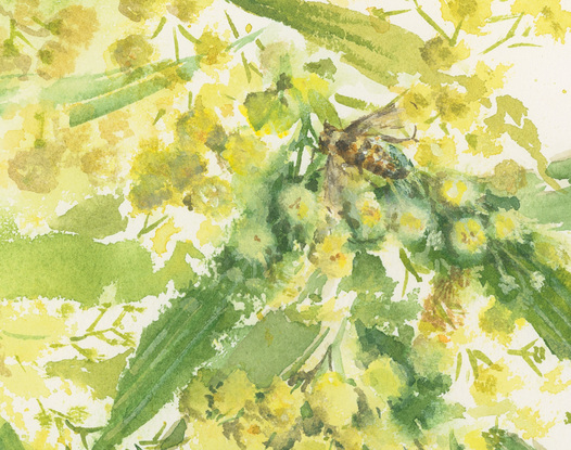 Watercolour painting of a spray of wattle with a bee.