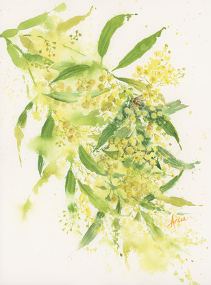 Watercolour painting of a spray of wattle with a bee.