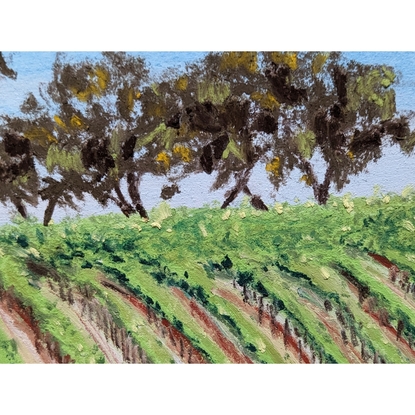 Grape vines of a vineyard follow the contours of a hilly landscape in bright green along fences. Beyond the ridgeline of the hill a number of large native eucalyptus trees are visible agains the blue cloudless sky.