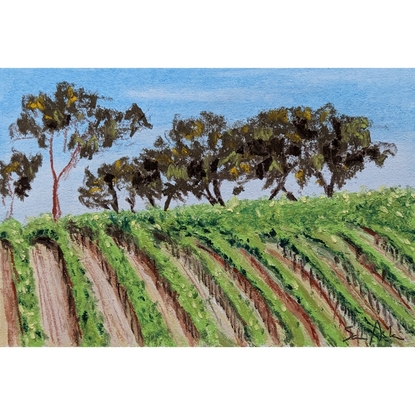 Grape vines of a vineyard follow the contours of a hilly landscape in bright green along fences. Beyond the ridgeline of the hill a number of large native eucalyptus trees are visible agains the blue cloudless sky.