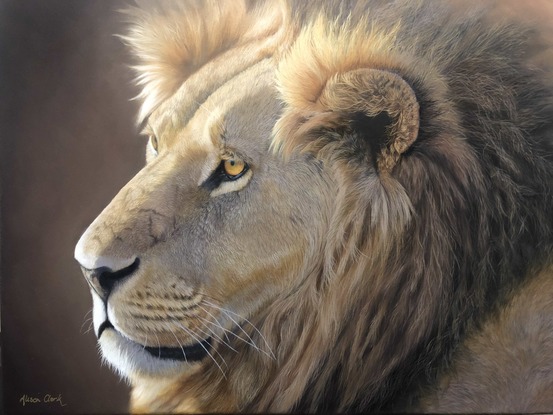 Beautiful male Lion in golden sun and shadow