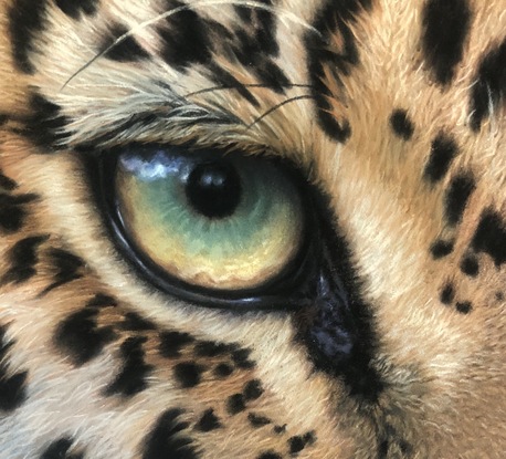 Close up of a colourful leopard's eye