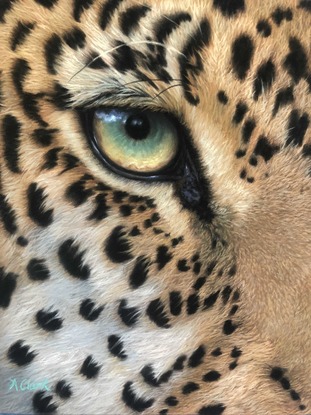 Close up of a colourful leopard's eye