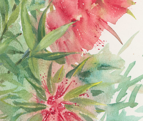 Watercolour painting of crimson bottlebrush