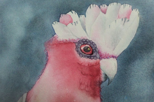 The pink Galah in the forefront on a branch with a tropical grey storm in the background.