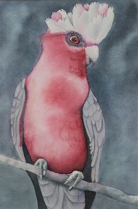 The pink Galah in the forefront on a branch with a tropical grey storm in the background.