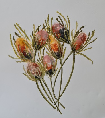 Multi coloured bunch of abstract banksia flowers and stems on white background