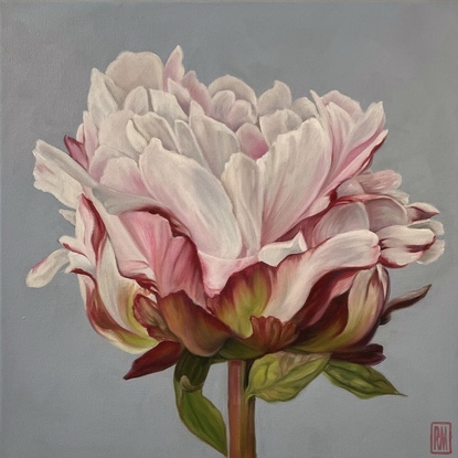 A square canvas frames a large, single peony bloom.  It is coloured in shades of blush, pink, white and crimson with a strong greenish-red stem and leaves.  The background is a bluish/purple grey.